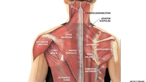 Common causes of shoulder pain include arthritis, bursitis, and fractures. Yoga Anatomy: Use Yoga to Ease Neck Tension from Slouching ...