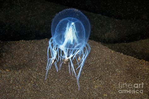 Jellyfish Photograph By Alexander Semenovscience Photo Library