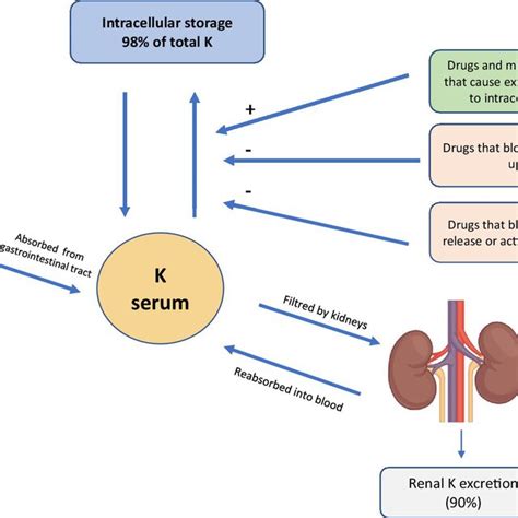 Mechanism Of Hyperkalemia In Ckd Download Scientific Diagram