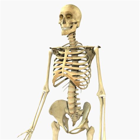 Human Full Body Skeleton 3d Model