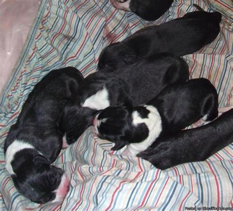 I have a litter of malshi, 4 boys 4 girls. Akc Great Dane Puppies now 3 weeks old Taking deposits for Sale in Jacksonville, North Carolina ...