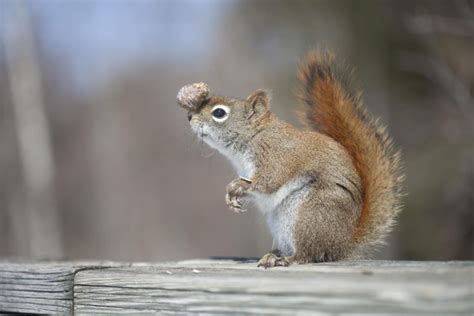 Squirrel Funny Humor Wallpapers Hd Desktop And Mobile Backgrounds