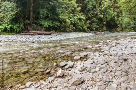 Wakamarina River Flowing Through Rainforest Near Canvastown New