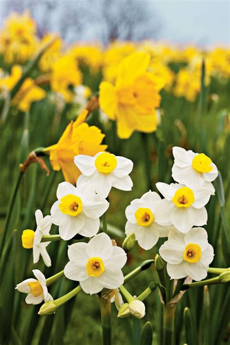 Daffodil Flower Facts Southern Living