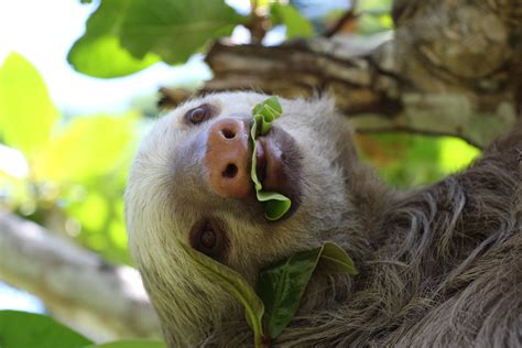 Noted for their slowness of movement, they spend most of their lives hanging upside down in the trees of the tropical rainforests of south america and central america. Sloths By Grace Bauer on emaze