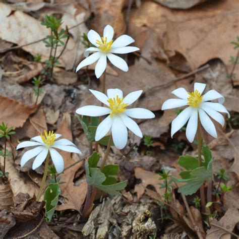 Knowing Native Plants Spring Ephemerals Bowmans Hill