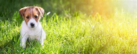 Damit dies möglichst schnell klappt, müssen sie sehr aufmerksam sein! Welpen stubenrein erziehen - Mit diesen Tipps und Tricks ...