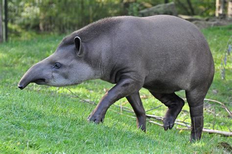 South American tapir - Alchetron, The Free Social Encyclopedia