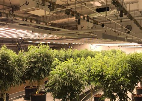 Commercial Cannabis Grow Room Design Poliks Bethel