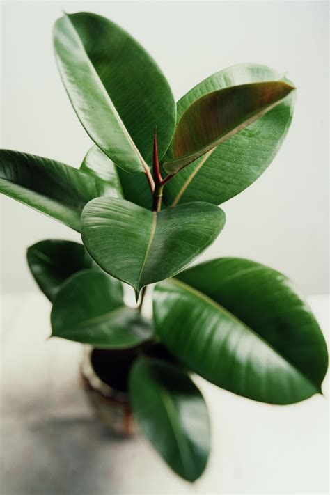 The 25 Indoor Plants You Cant Kill Rubber Plant Plants And Houseplants