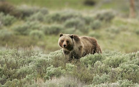 Grizzly Bear Grizzly Bear On Swan Lake Flats Jim Peaco J Flickr