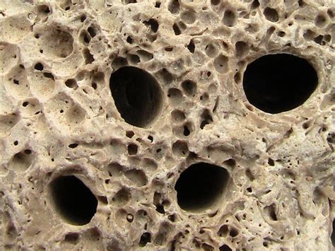 L'inchiesta della procura di napoli e della guardia di finanza: Che vuol dire in Geologia: Lithophaga lithophaga - Dattero ...