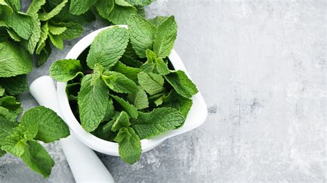 How To Grow And Take Care Of Peppermint Plants
