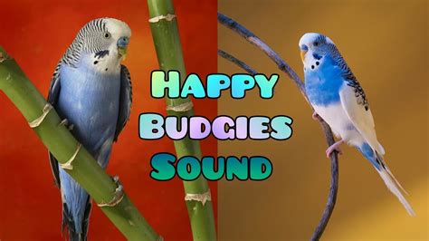 Budgies Happy Sound Parakeets Chirping Sound Budgie Bird Singing