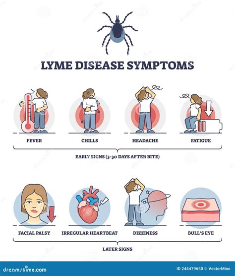 Lyme Disease Symptoms With Early And Later Illness Signs Outline