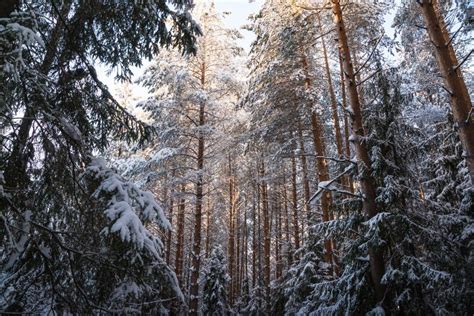Beautiful Winter Scenery With Forest Full Of Trees Covered Snow Stock