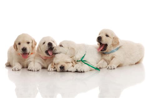 Five One Month Old Puppies Of Golden Retriever Stock Photo