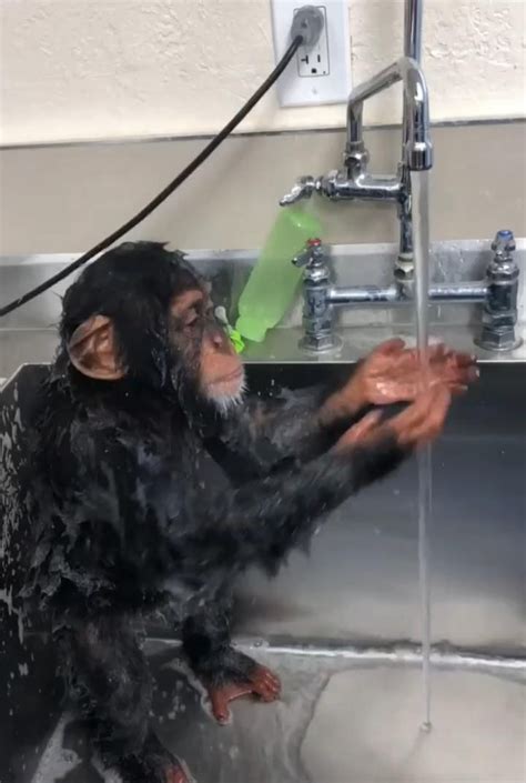 Monkey Is Taking A Shower Video Funny Animal Videos Chimp