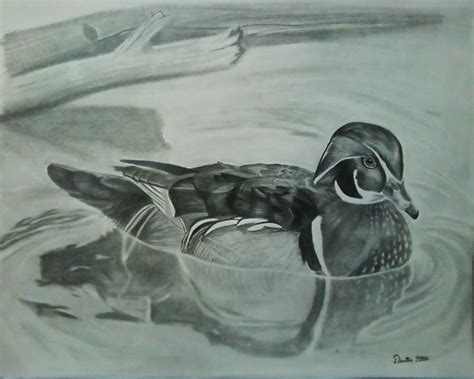 Duck Pencil Drawing By Bola Sponsee Dustin Dattilio Bird Drawings
