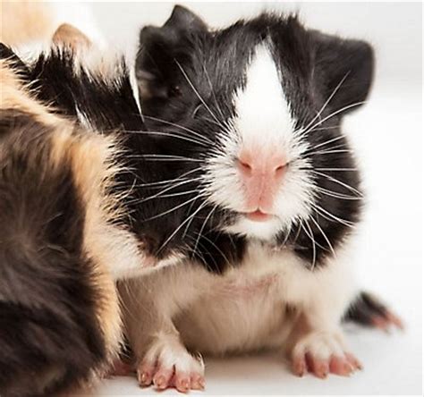 Male guinea pigs are affectionate pets and may make a variety of vocalizations that signal their feelings. Guinea Pig Supplies, Accessories & Toys | Petsmart