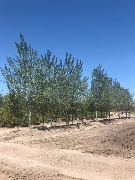 The front range is probably colorado's best known mountain range. Colorado Tree Nursery - Front Range Landscape & Nursery