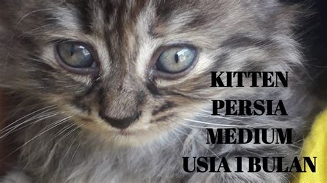 150 gambar kucing lucu dan imut anggora persia maine coon oke berikutnya akan disajikan gambar gambar kucing lucu dan imut. Anak kucing Persia Medium usia 1 bulan 1 hari - YouTube