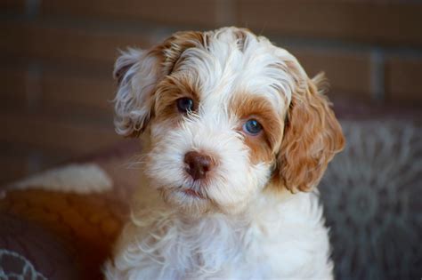 Raising puppies in our home to prepare them for yours. Upcoming Australian Labradoodle Litters - AUSTRALIAN ...