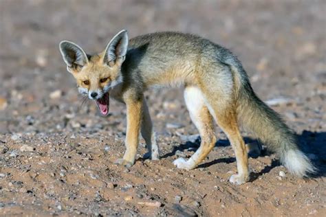 12 Different Types Of Foxes Naturenibble