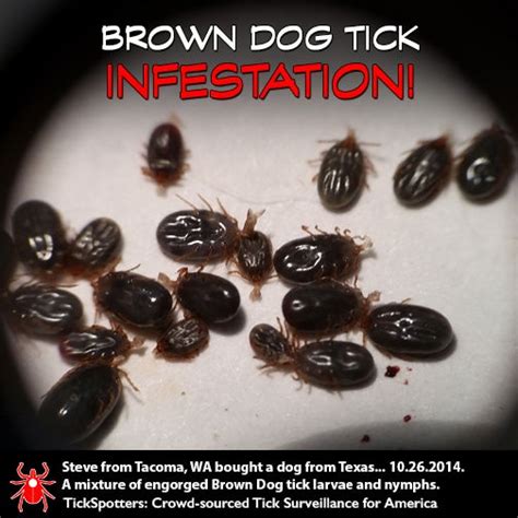 Infestation As Bad As Infection A Tick Horror Story Tickencounter