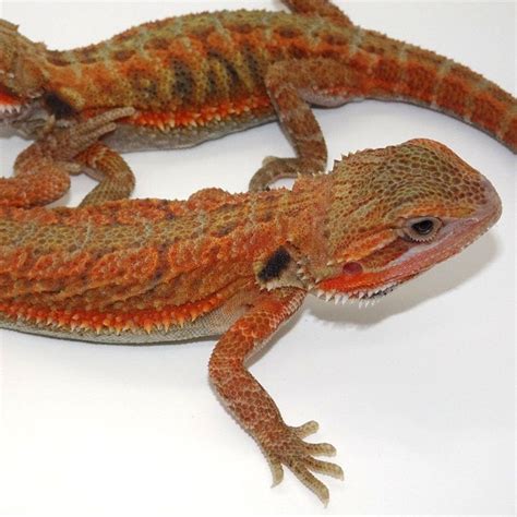 Red Premium Bearded Dragon 6 To 8 Inches