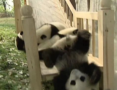 Panda Cubs Playing On Slide
