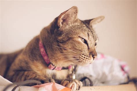 Gambar anak kucing binatang menyusui merapatkan hidung. 13+ Gambar Lucu Kucing Ngantuk - Richa Gambar