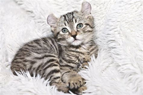 This may include learning their behavior and how they grow. When Do Cats Stop Growing? Here's When Cats Reach Their ...