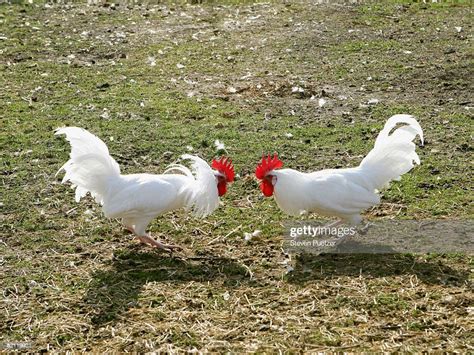 Two Cocks Fighting Outdoors Photo Getty Images
