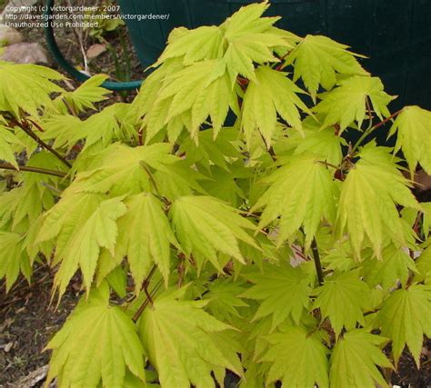 Plantfiles Pictures Full Moon Maple Japanese Maple Autumn Moon