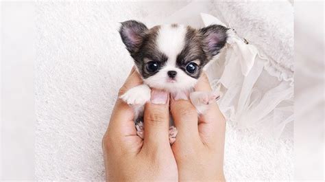 26 Teeny Tiny Puppies Guaranteed To Make You Say A Inspiremore