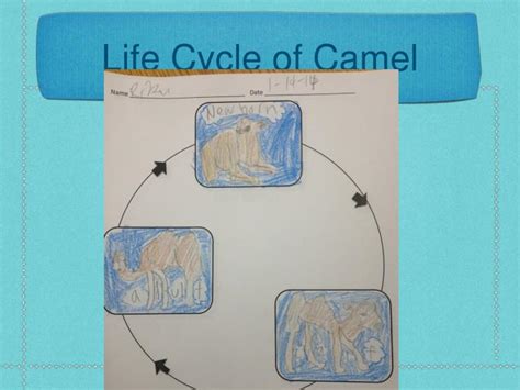 So if you are reading this in 10 years' time while tucking into a camel burger washed down with a camel shake, you are probably wondering what the fuss is about. PPT - Desert PowerPoint Presentation - ID:4783336