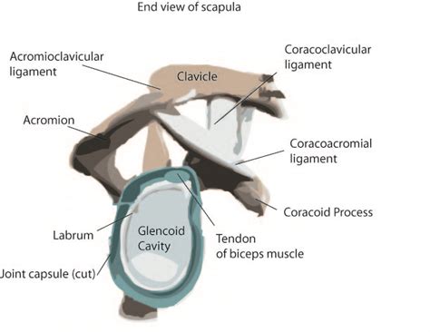 As the name implies this is an articulation where the lateral end of the clavicle and the the acromioclavicular joint is surrounded and supported primarily by 4 major ligaments superiorly and inferiorly. The Anatomy of the Shoulder