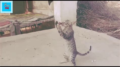 Funny Stalking Cat Video Compilation Stalker Cat Youtube