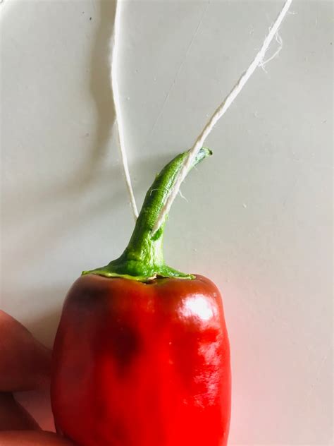 Le piment d espelette un fruit facile à cultiver Osez Planter Ça Pousse