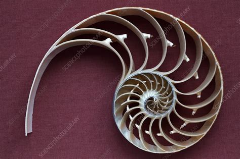 Nautilus Shell Cross Section Stock Image C0369155 Science Photo