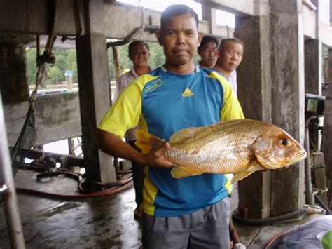 12 org list nama ahli. KUALA SEPETANG ECO TOURISM Matang Mangrove Forest Reserve ...