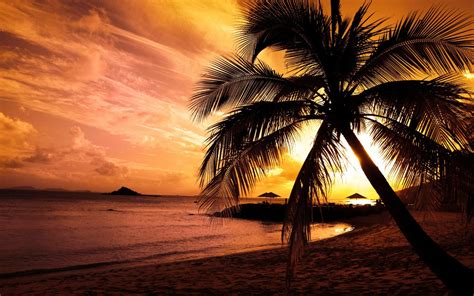 wallpapernarium fotografía de un atardecer con una palmera de la playa en medio de el