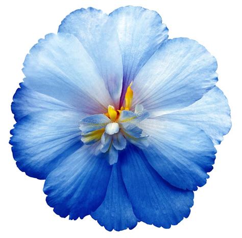 Blue Flower On White Isolated Background With Clipping Path Closeup