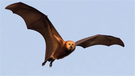 Megabat The Great Flying Fox — Steemit