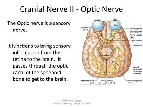 Ppt Cranial Nerves Powerpoint Presentation Id2245105