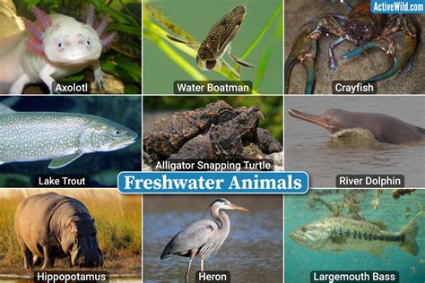 Freshwater Animals Checklist Footage And Details Examples Of Freshwater