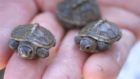 Small pet turtles require much smaller space than a regular size turtle. 5 Best Pets For Kids | FunBuzzTime.com