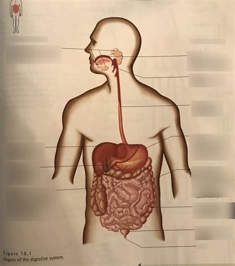 Unit 13 Digestive System Diagram Quizlet
