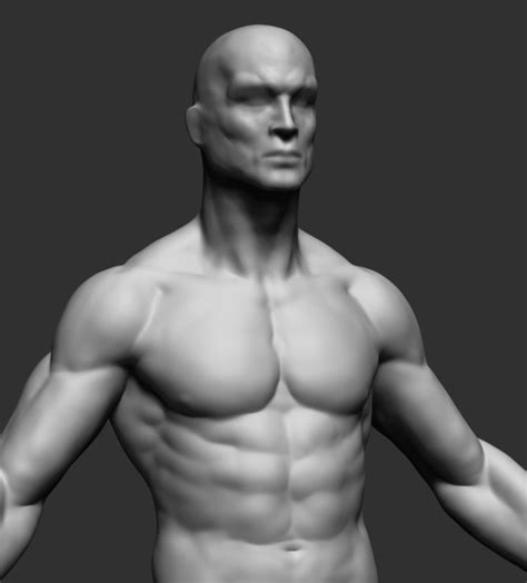 Male Upper Body 02 3d Model In Anatomy 3dexport